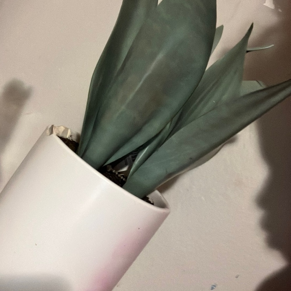 Meet your Posher, Kamora